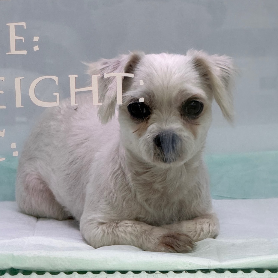 24시아이동물메디컬_441386202401772